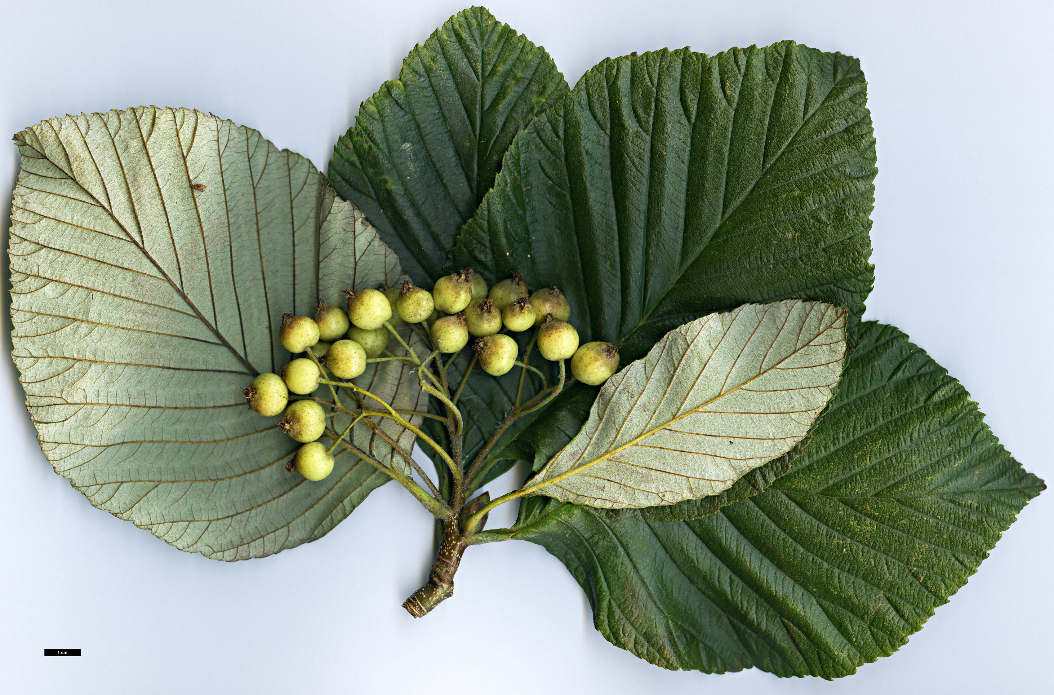 High resolution image: Family: Rosaceae - Genus: Sorbus - Taxon: atrosanguinea